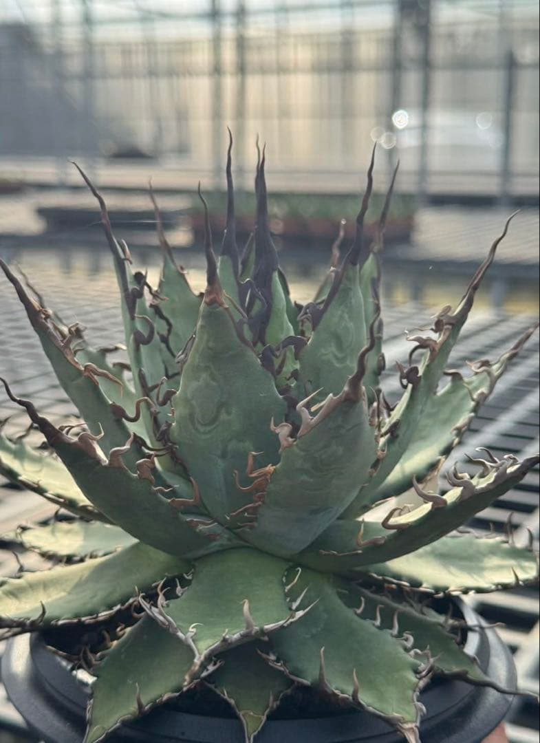 アガベ ハイブリッド 獲利達×妖炎 ホリダ×エボリスピナ 実生選抜 発根