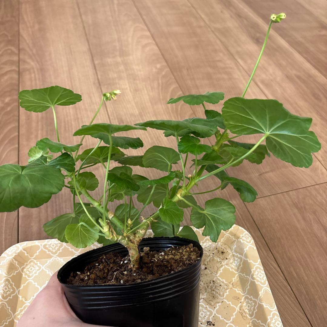 mnpb 日本初海外品種ゼラニウム 希少ゼラニウム - メルカリ