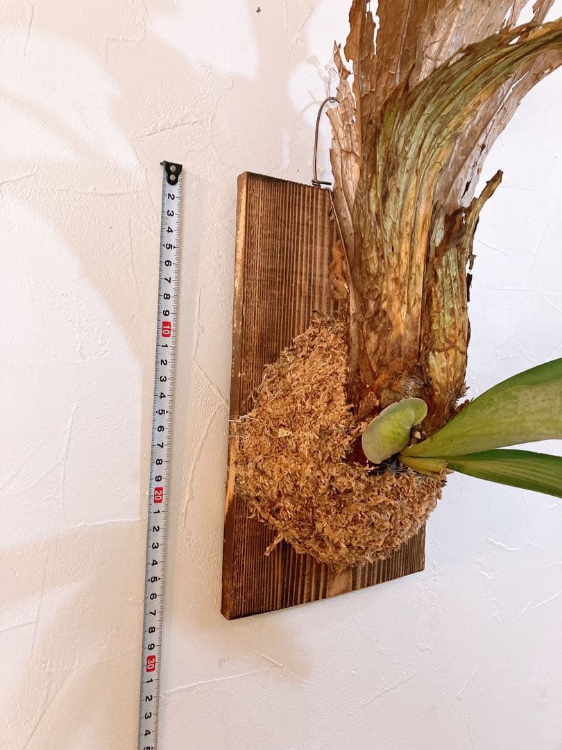 大株ビカクシダ ウィリンキーwild