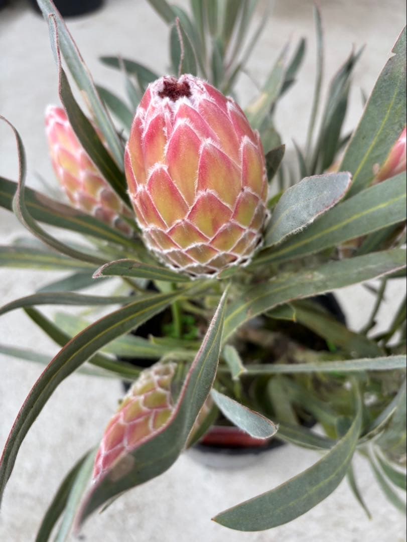 プロテア ジュリエット 6フラワー！ - メルカリ