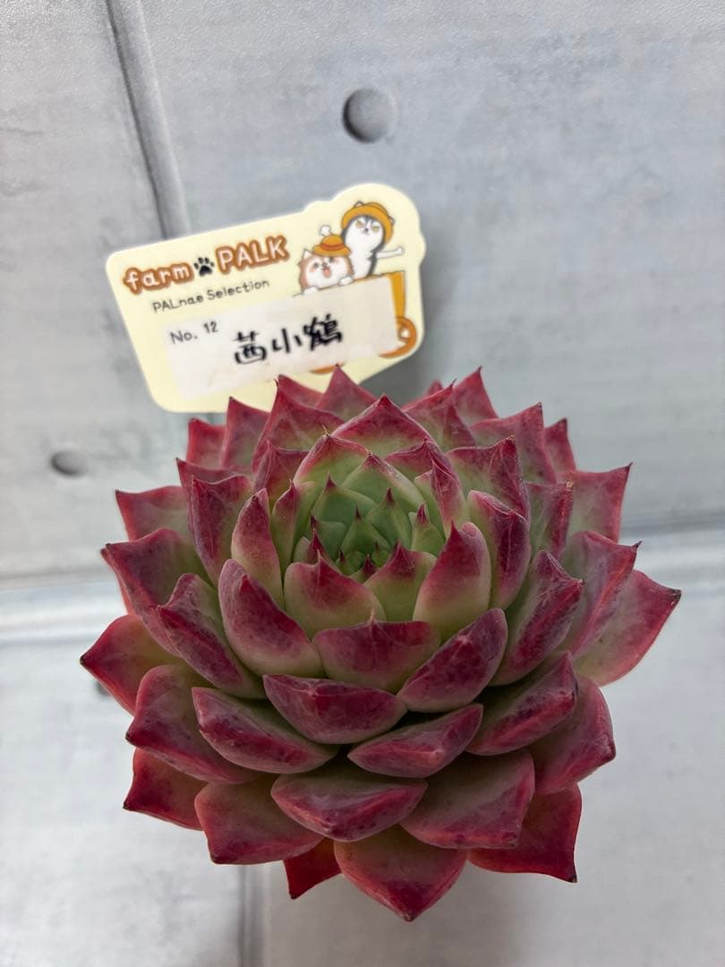 チリピンキー茜小鶴 札付きポットごとメルカリ便ファームパルクさん苗