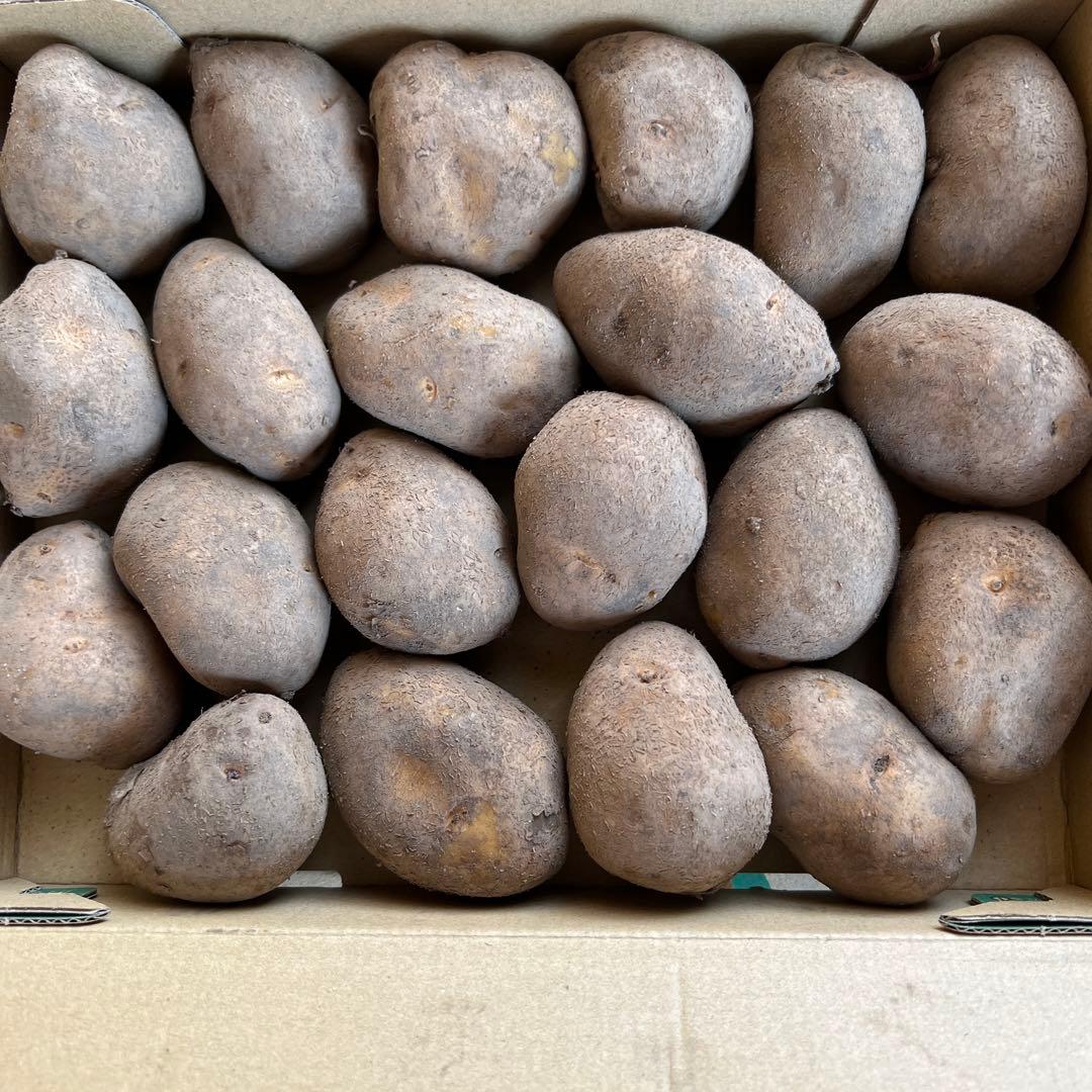 ⑦ インカのめざめ じゃがいも種芋 21個 - メルカリ