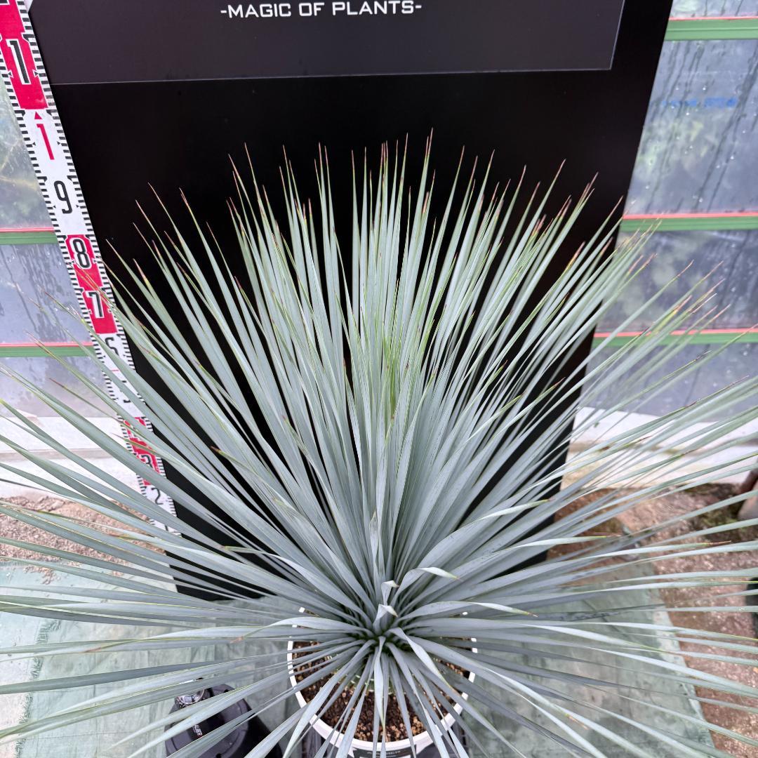 AL1049】ユッカ ロストラータ ランチョブルー 数量限定販売 - メルカリ