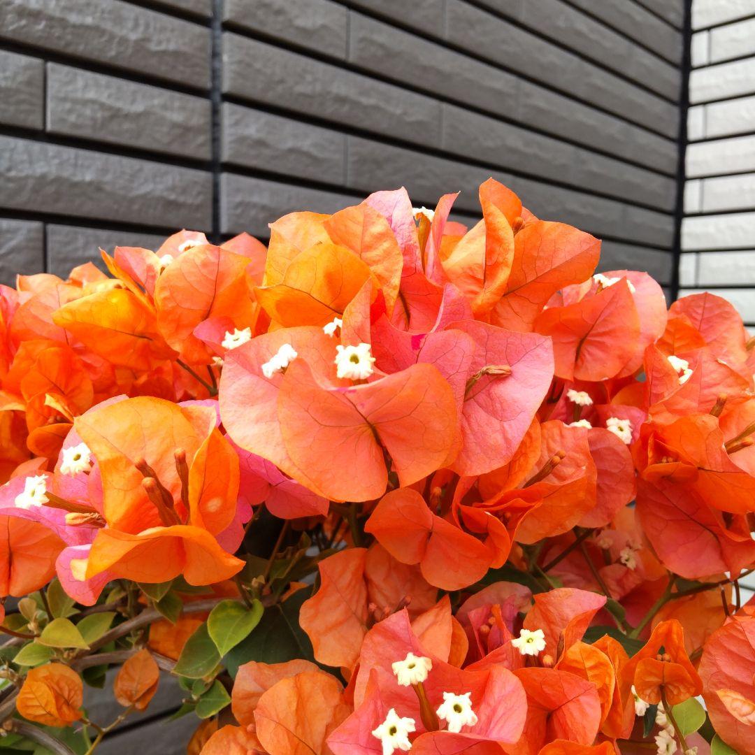 現品】ブーゲンビリア ブーゲンビレア カリフォルニアオレンジ 7号鉢