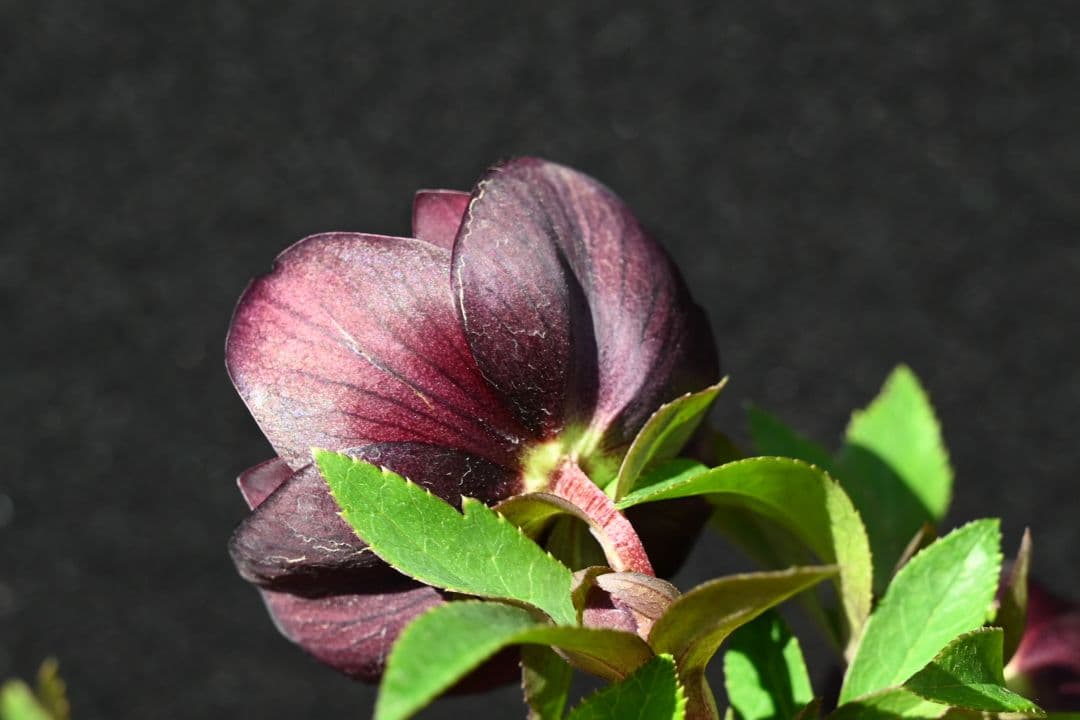 快適フラワー・ガーデニング - クリスマスローズ 特選！認定キラメキ