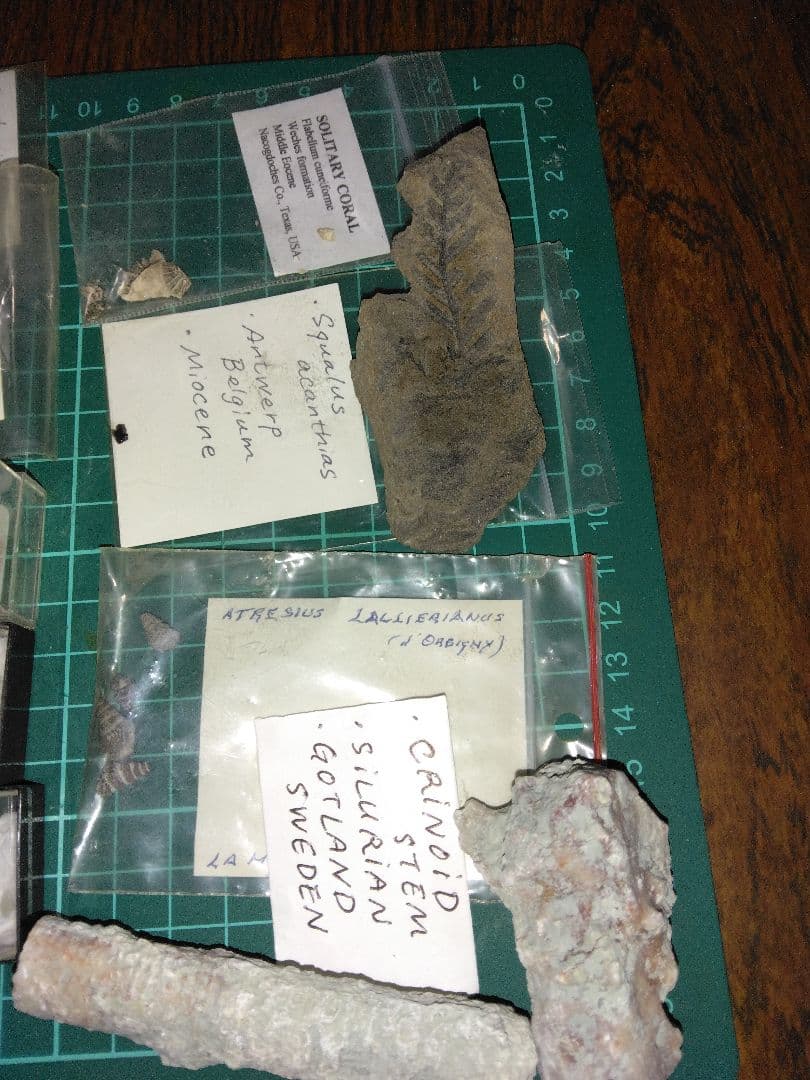 世界の化石 まとめ売り 化石 アンモナイト 巻き貝 ウミユリ サメの歯化石