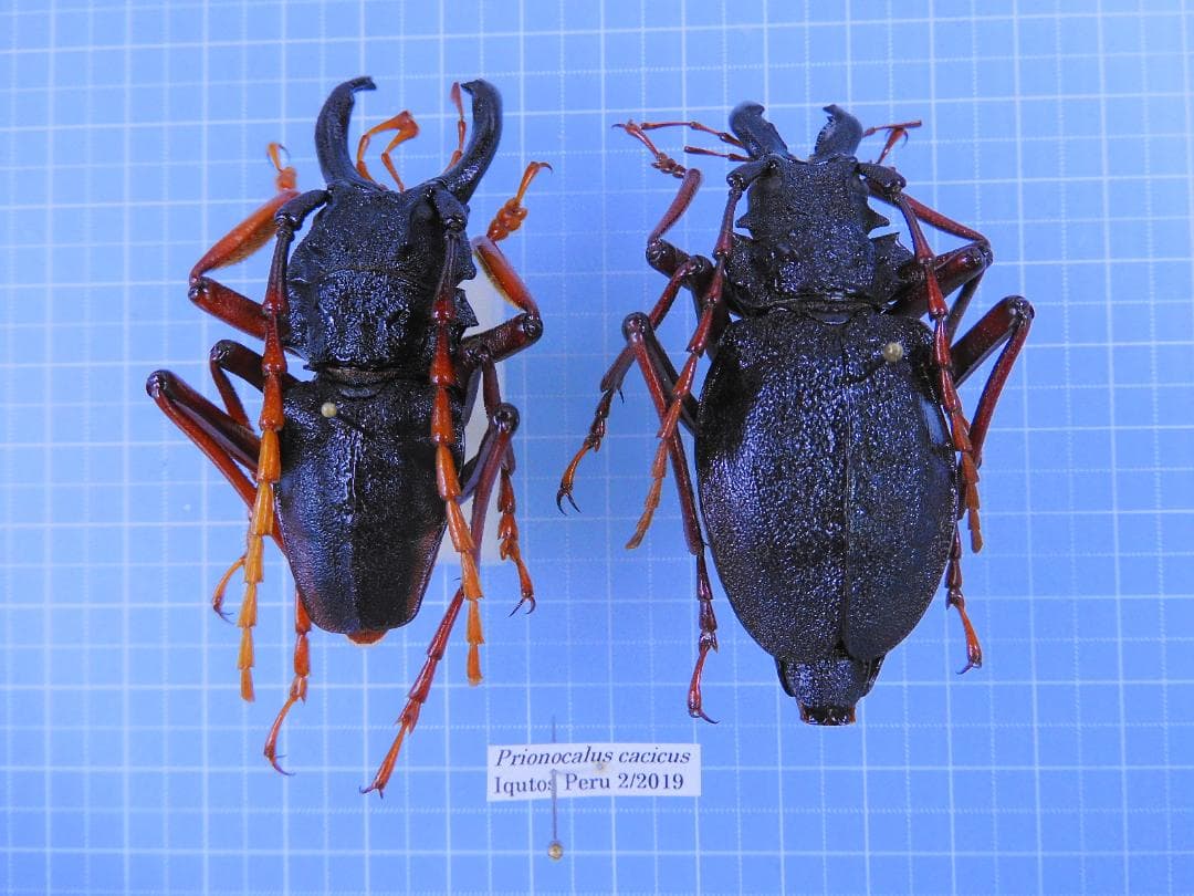 ペルー産　カシクスオニカミキリ　60mm 57mm カシス】ニュルンベルク カーフ 時計ベルト | カーフ（牛革） | 時計