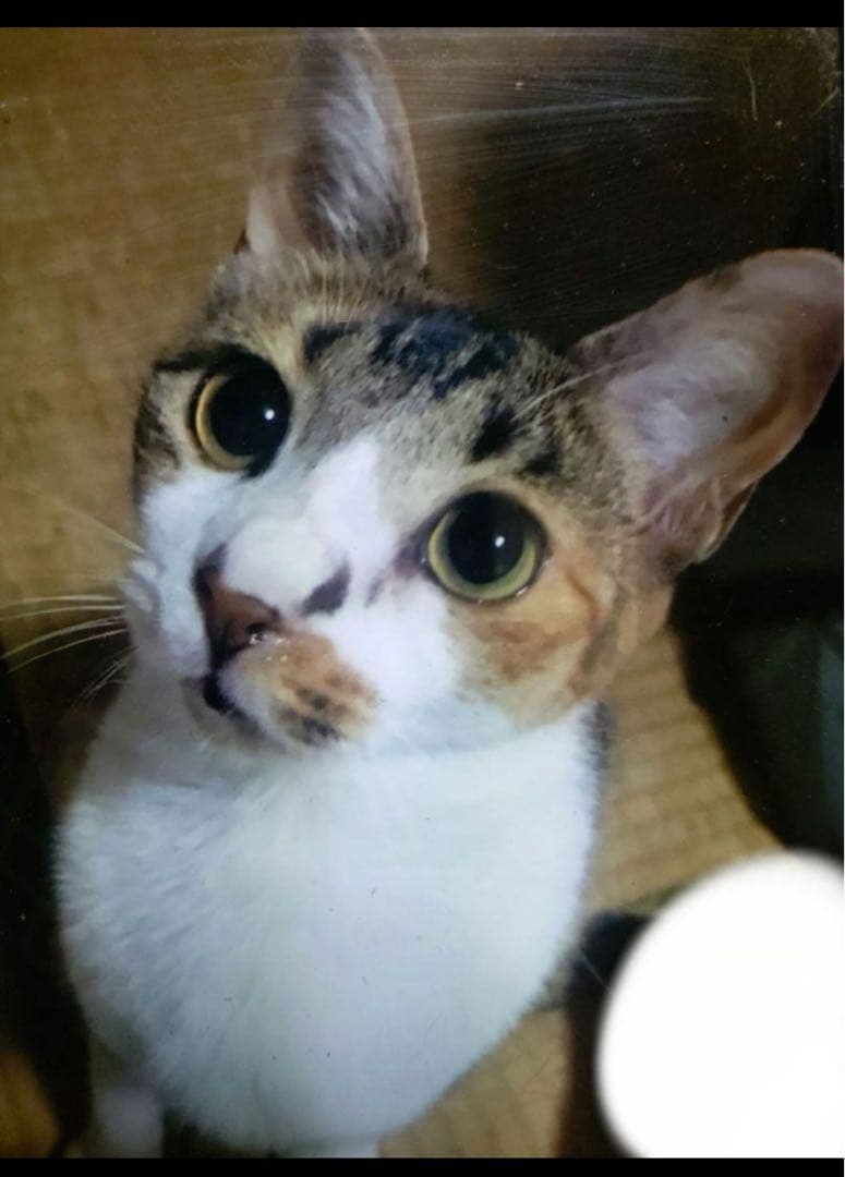 り様 トリックスター / Ninja ZX-4R SE/4RR（24-26）政府認証ダウンフル