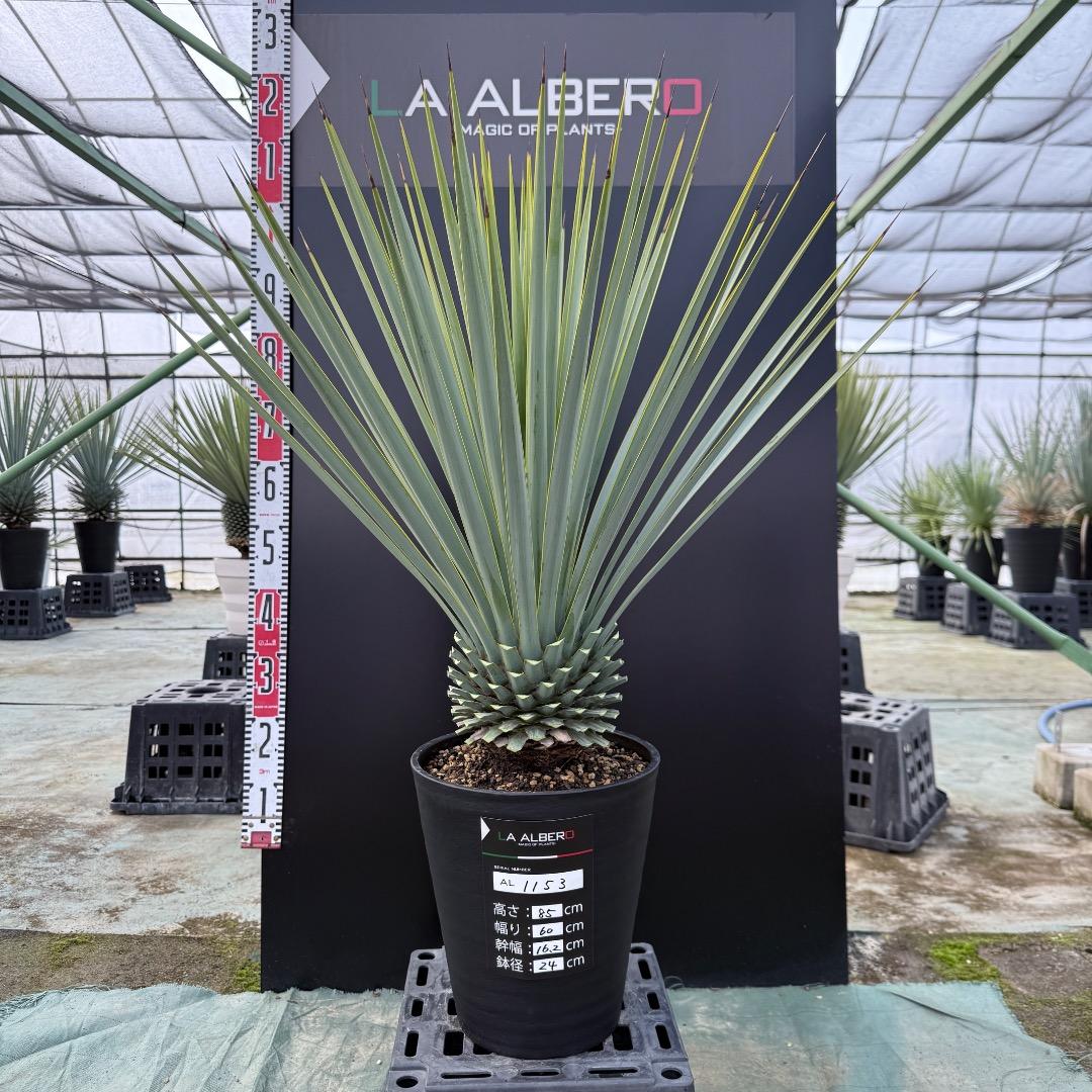 【AL1153】ユッカ　リギダ　24cm鉢 AL1153】ユッカ リギダ 24cm鉢 AL1153】ユッカ リギダ 24cm鉢