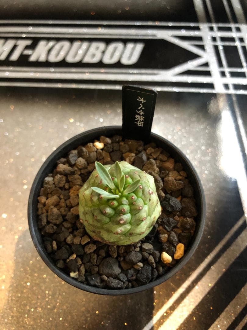 オベサ鉄甲④ 実生 2022年頃 播種 良型 フーフォルビアオベサ♀✕鉄甲