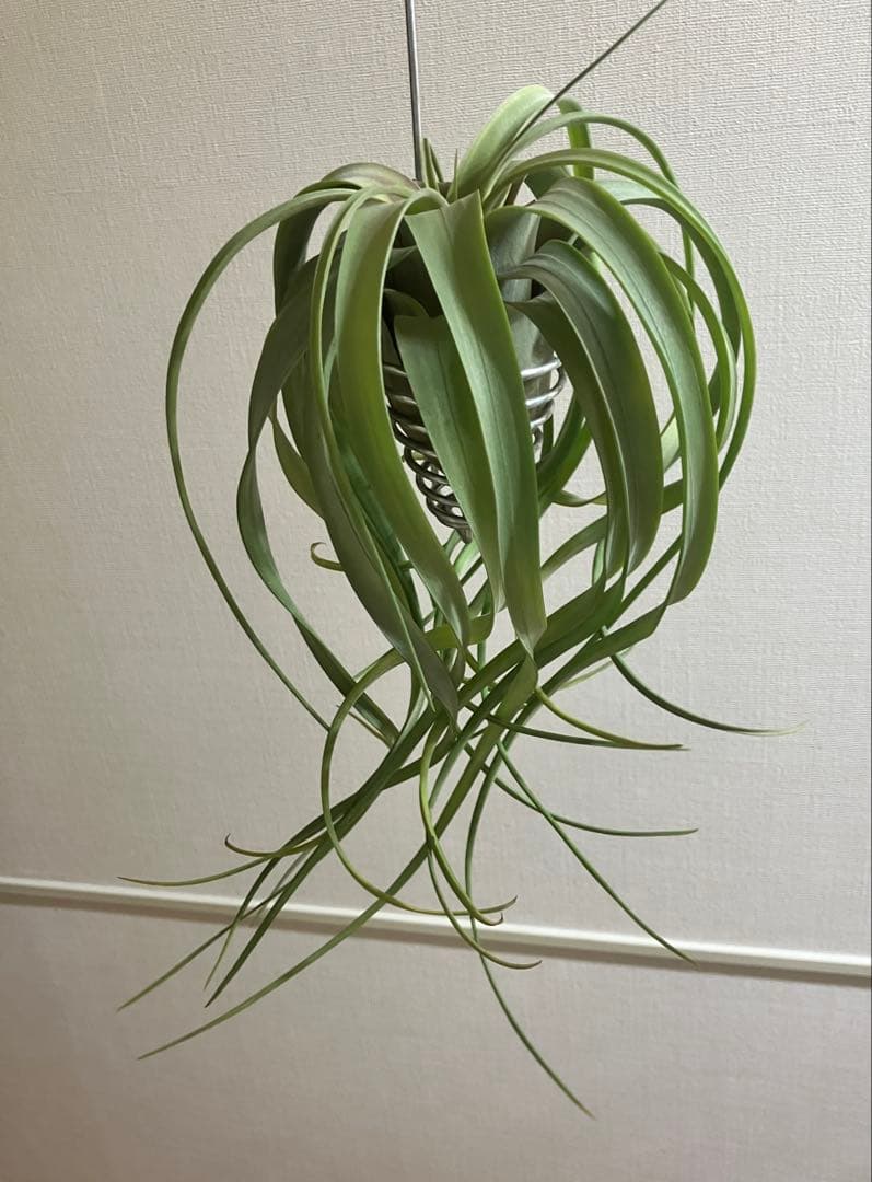 ★*★様 超希少 チランジア リメンバランス ( フレクスオーサ x ストレプト