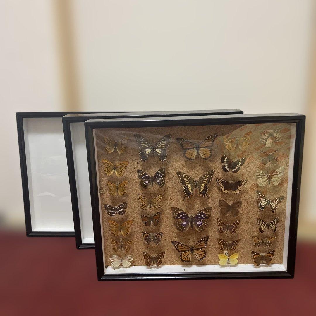 ドイツ空箱2点と蝶標本1点3セット 黒50x42x6cm蝶か30匹現状品のみ ドイツ空箱2点と蝶標本1点3セット 黒50x42x6cm蝶か