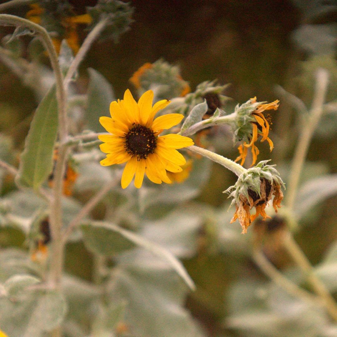 希少❗️業務用レンズFAX-KOWA 1:4.5/112B を改造　日本の興和製