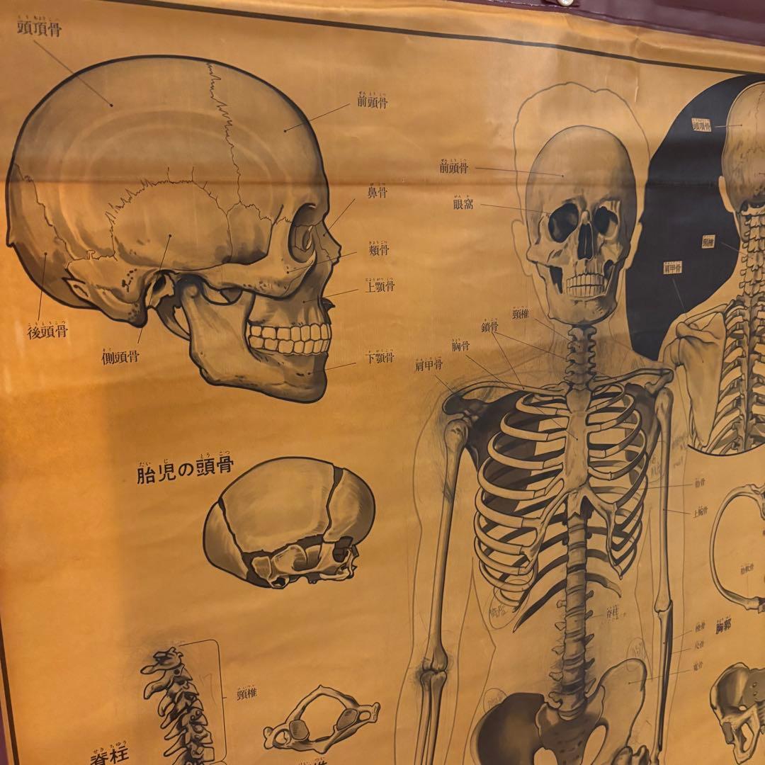 人体解剖図 白骨 人体模型 ヴィンテージ アート アンティーク - メルカリ