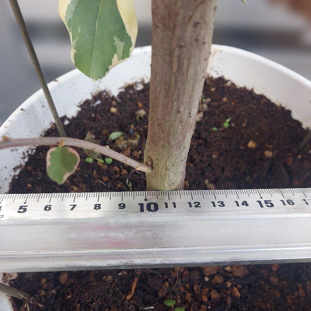 ブーゲンビリア斑入り No51 らくらくメルカリ便発送‼️