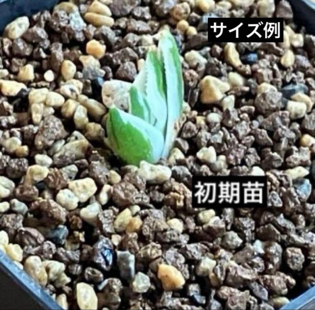 速達【鉢ごと発送】希少 アガベ チタノタ 豆豆龍錦 覆輪斑 TC 安定株