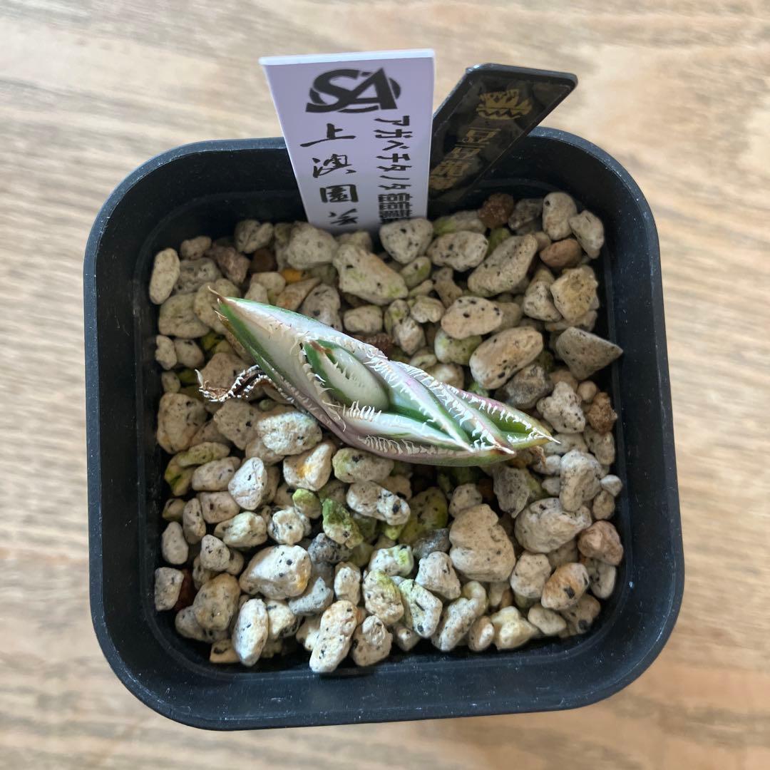 速達【鉢ごと発送】希少 アガベ チタノタ 豆豆龍錦 覆輪斑 TC 安定株