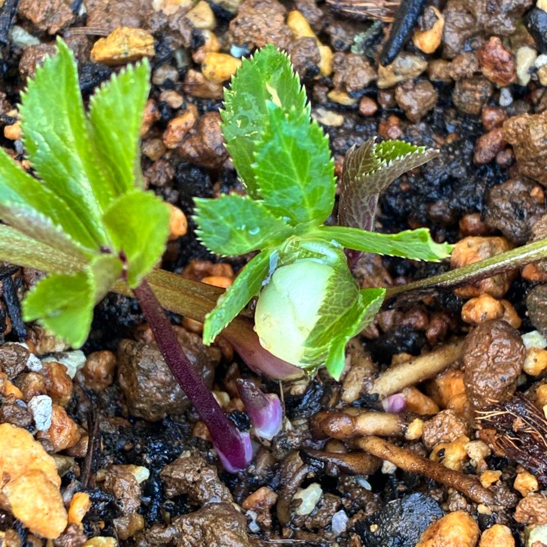 の*ん様 ☘️蕾付き☘️3302⭐️小輪⭐️SD⭐️シズカ⭐️静⭐️樋口さん⭐️