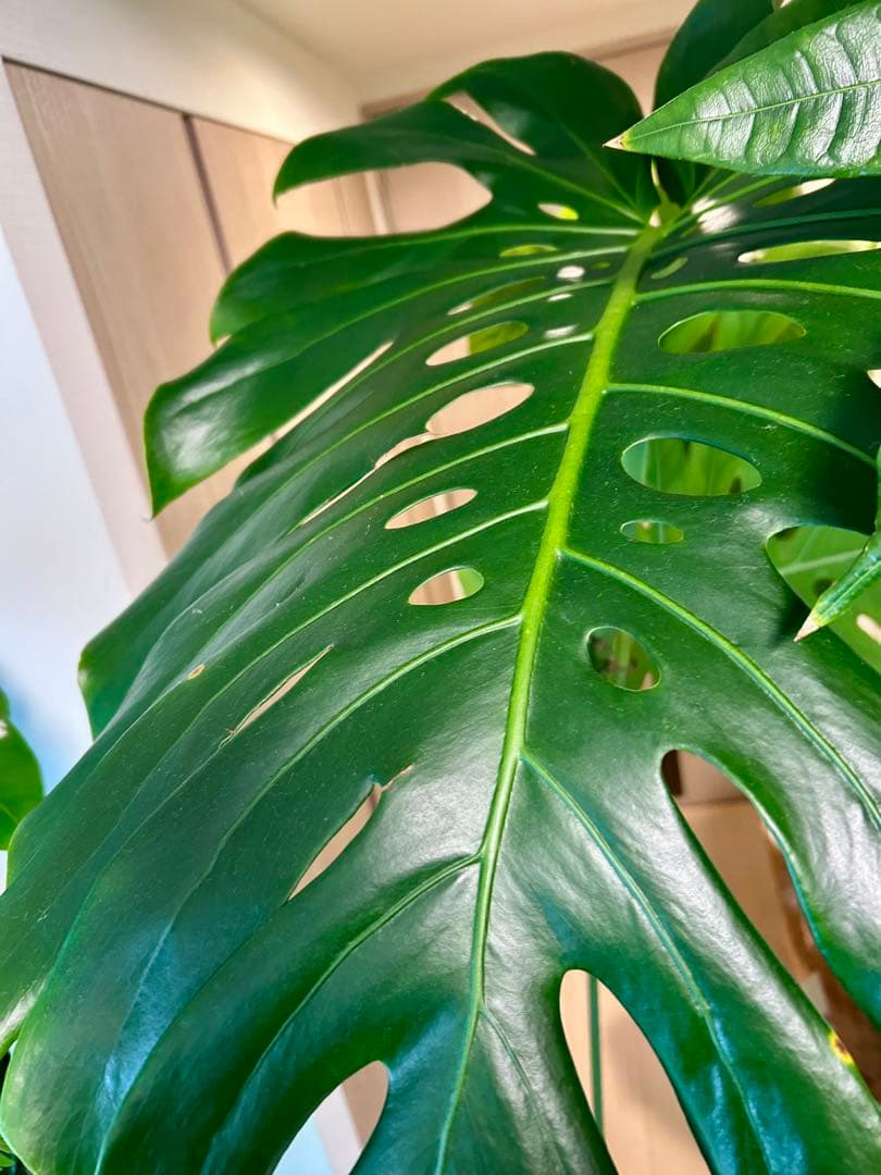 引取特価】【ワイルド】破格！巨大モンステラ 約120cm 8号鉢 葉60cm