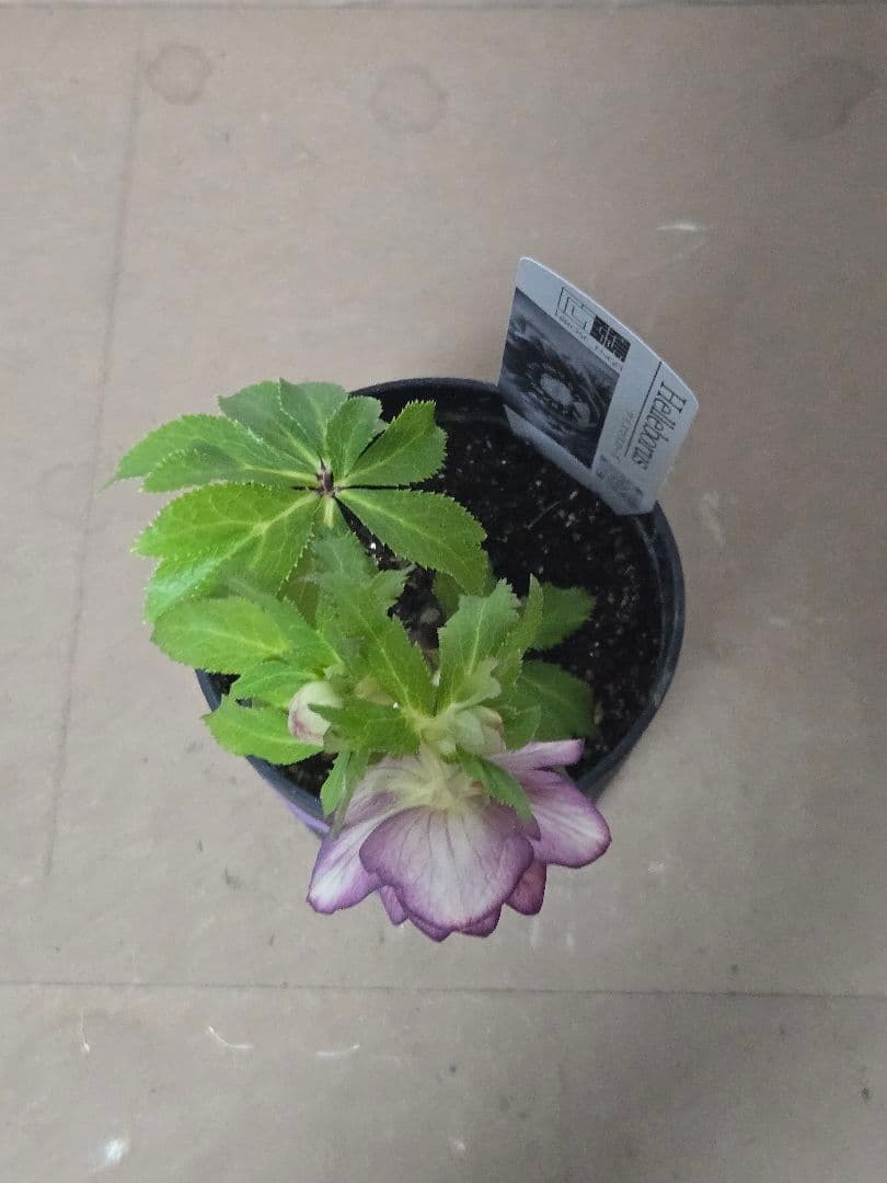 ☆広瀬園芸☆クリスマスローズ☆4.5号鉢☆ - メルカリ