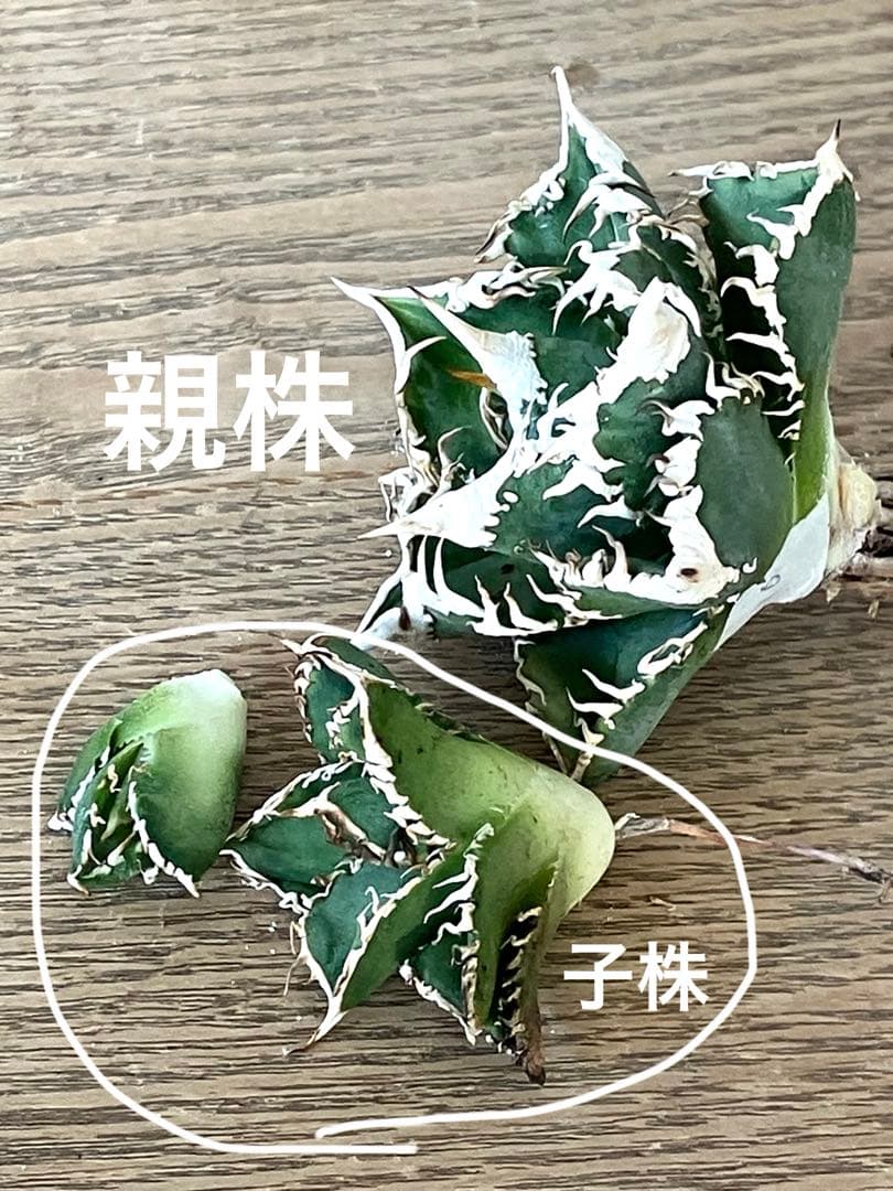 ノ*ツ様 【オークション】匿名配送　子株2株　有望　アガべ　白豪刺　OC【親株写