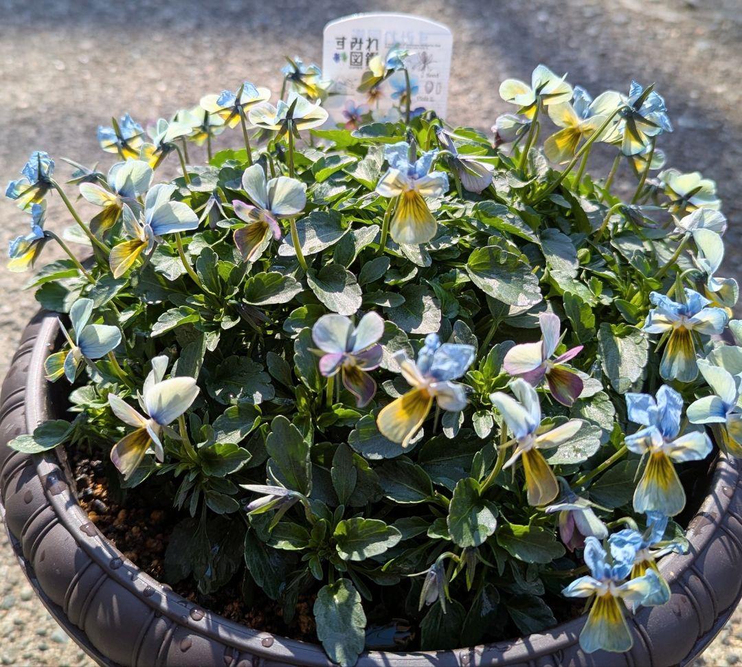 大人気 【すみれ図鑑】 入手困難 ☆鉢ごと発送♪