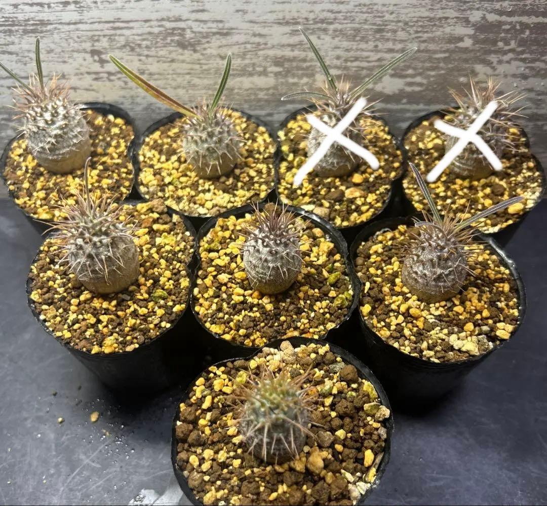 うめめ　様　確認専用です。 0805344 | Phoenix Contact 警告ラベル WS 4- 5 for use with 端子台