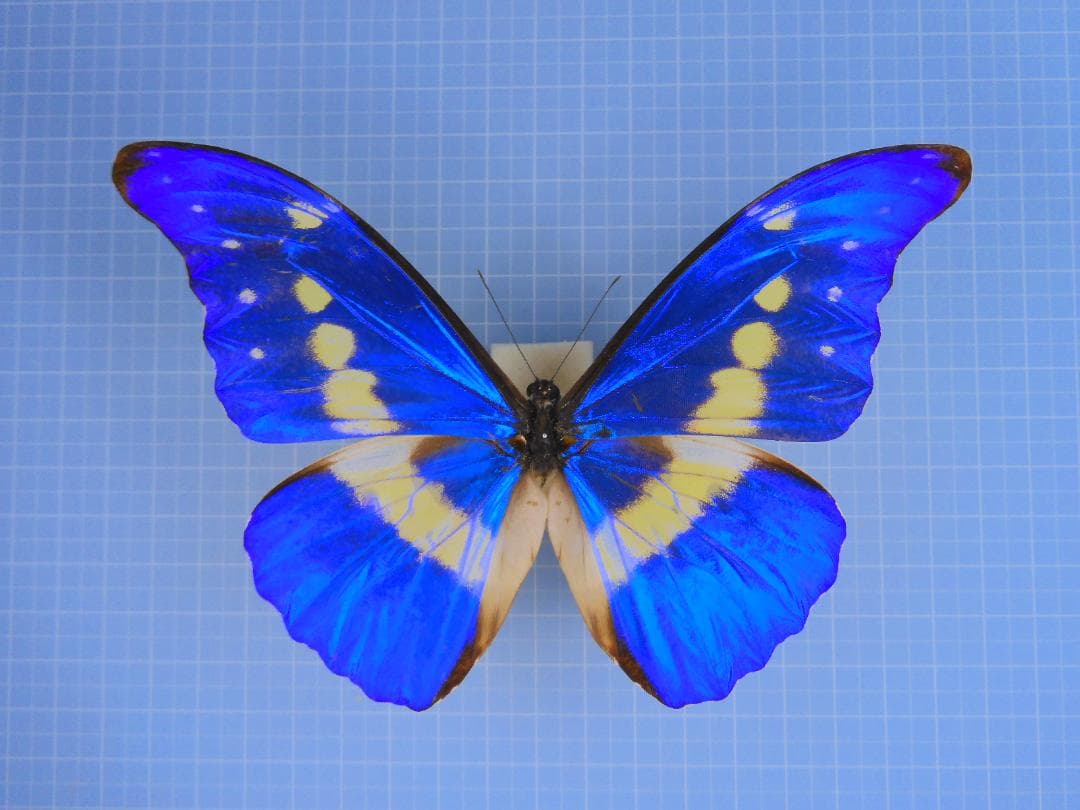 標本 Peru Morpho helena 143mm very big BicBugs Morpho helena blue white butterfly Peru