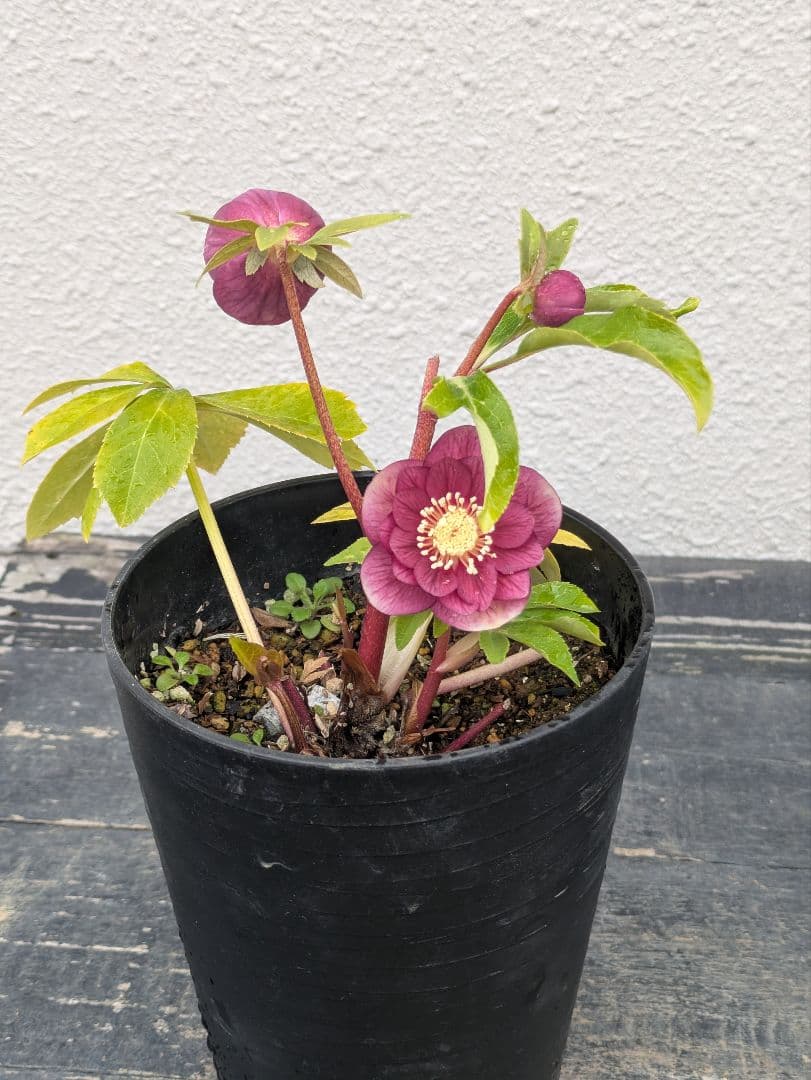 広瀬園芸 クリスマスローズ 【オーレア系レッドグラデーションdd