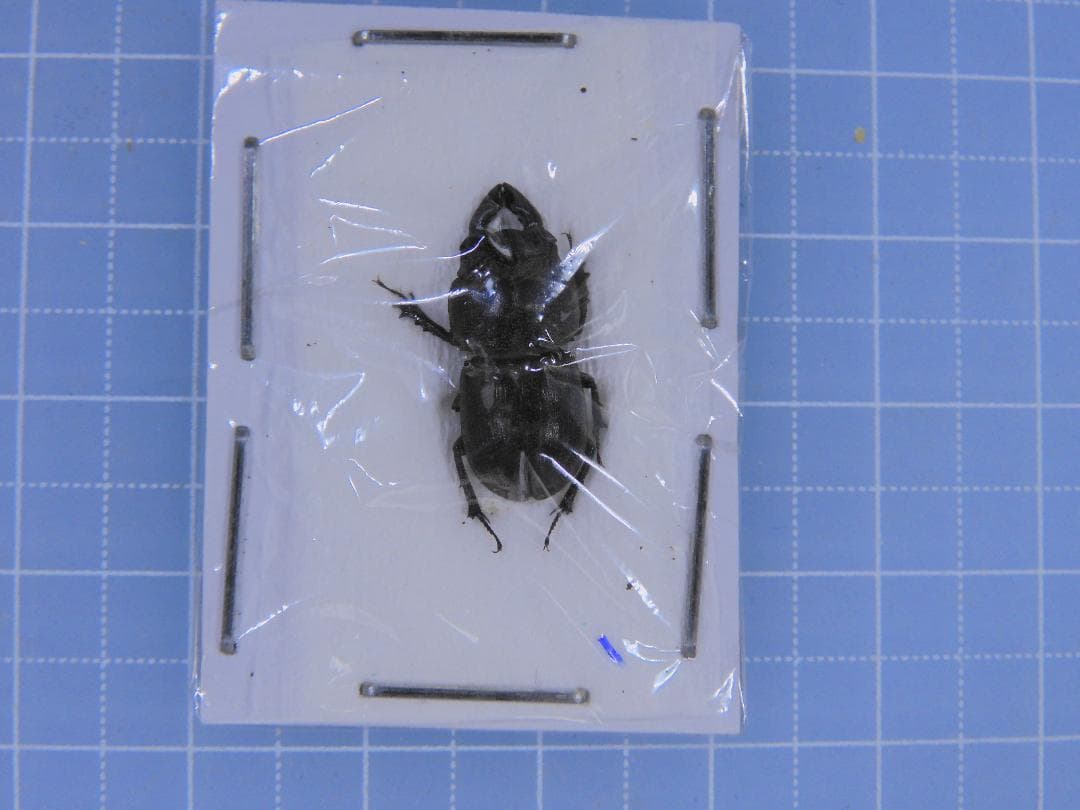 豪州産　カタハリクワガタ　18mm これは30㎜を越えるタスマニア島の面白いクワガタ、 カタハリクワガタ