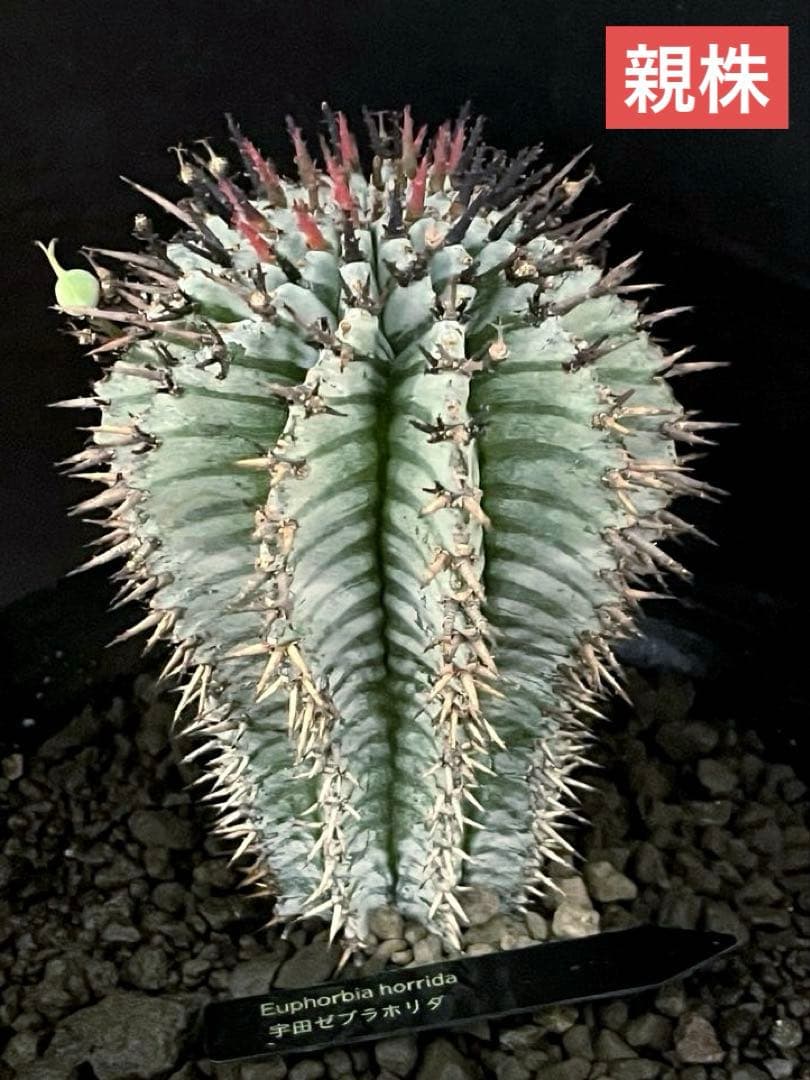 ユーフォルビアホリダ 宇田ゼブラホリダ 雌株B - メルカリ