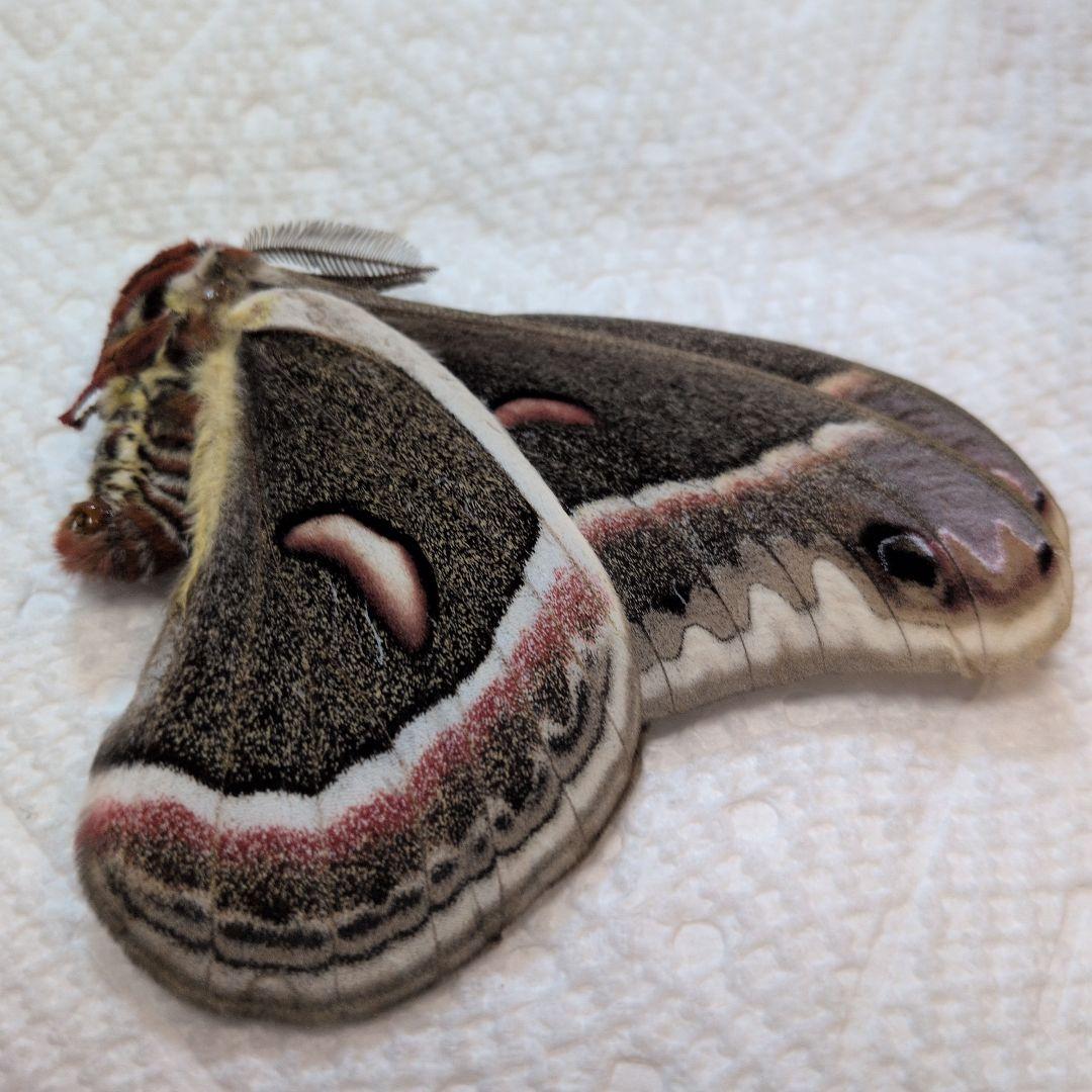 ラスト！　セクロピアサン　蝶標本　カナダ産 セクロピアサン 蛾標本 ヤママユ ③ moth-1596901_1280-min-768x576.