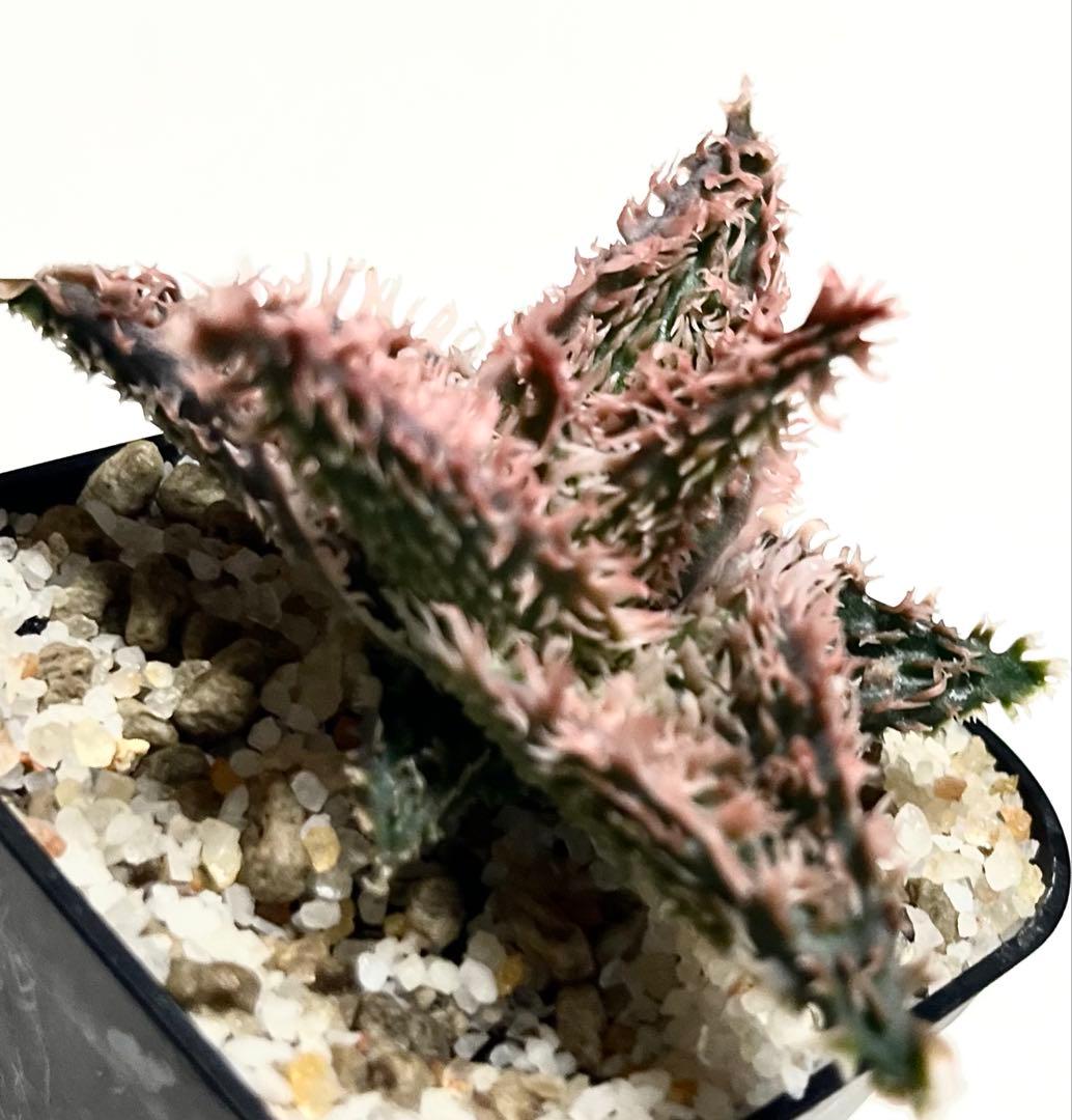 まとめ割引◾️アロエ TCTハイブリッドBrownSugar【子株(大)】Aloe