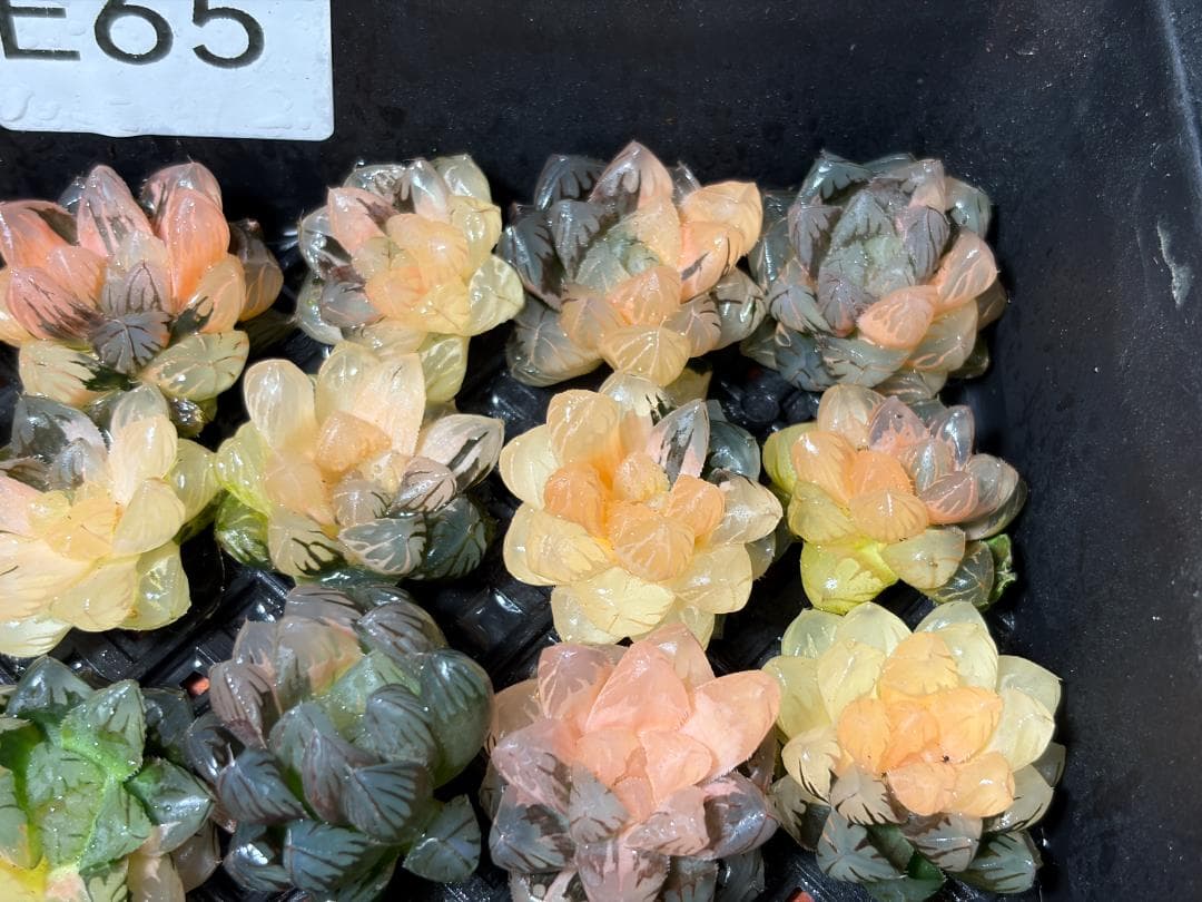 65 多肉植物 ハオルチア オブツーサ錦 水中月錦 超美品 25株セット