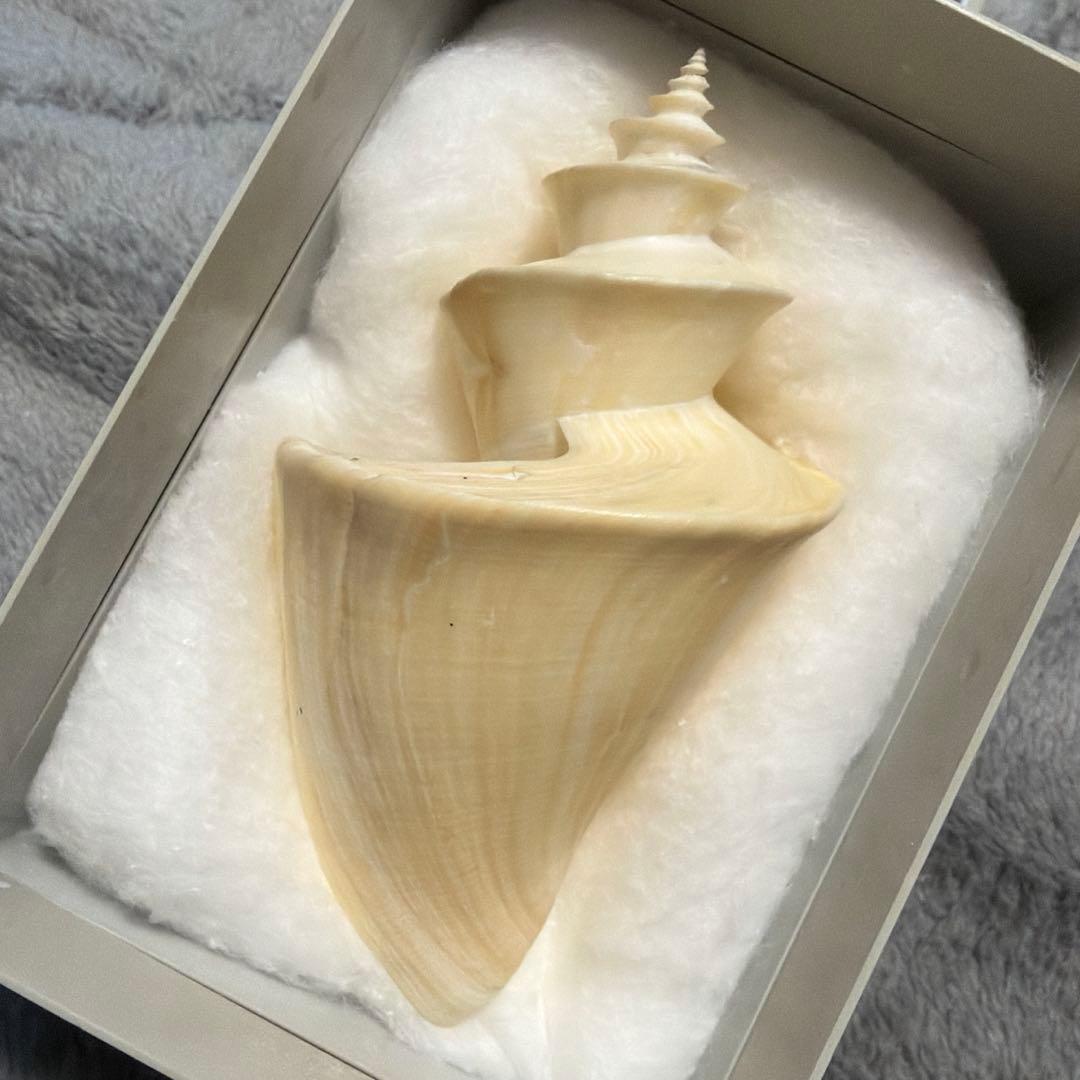 超特大)チマキボラ 貝殻 標本 110mm クダマキガイ科 - メルカリ