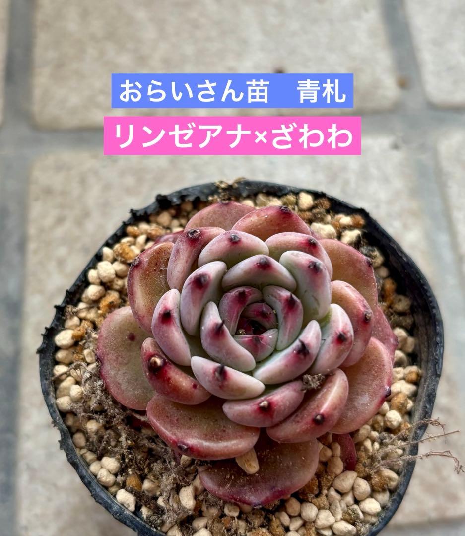 おらいさん苗 青札 リンゼアナ×ざわわ - メルカリ