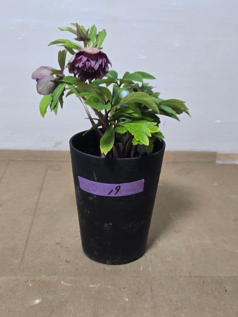 ☆広瀬園芸☆クリスマスローズ☆4.5号鉢☆ - メルカリ