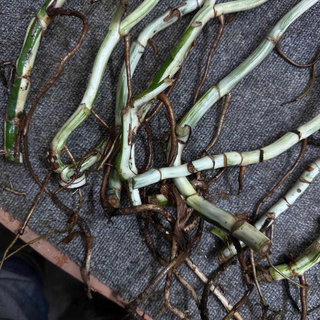 斑入りモンステラホワイトタイガー茎8株おまとめ - メルカリ