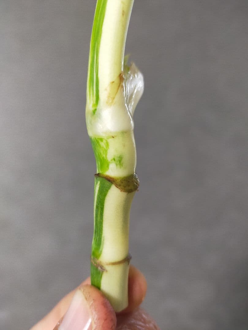 極美斑入りモンステラ トップカット 3芽 ホワイトタイガー