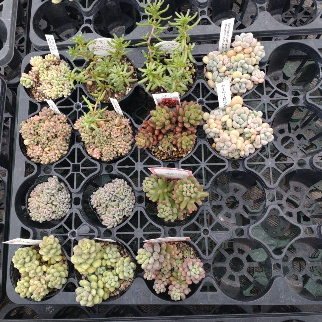 こちゃひさん専用