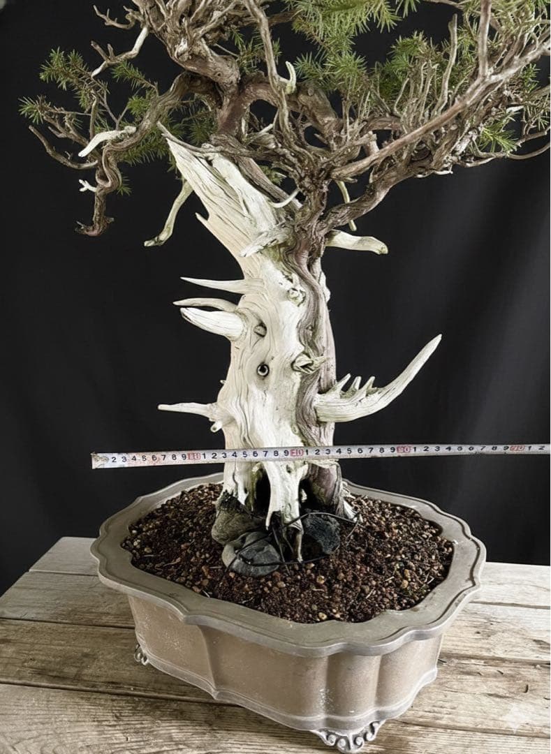 希少！山採り 杜松 展示会 イボジン 真柏 大品 - メルカリ