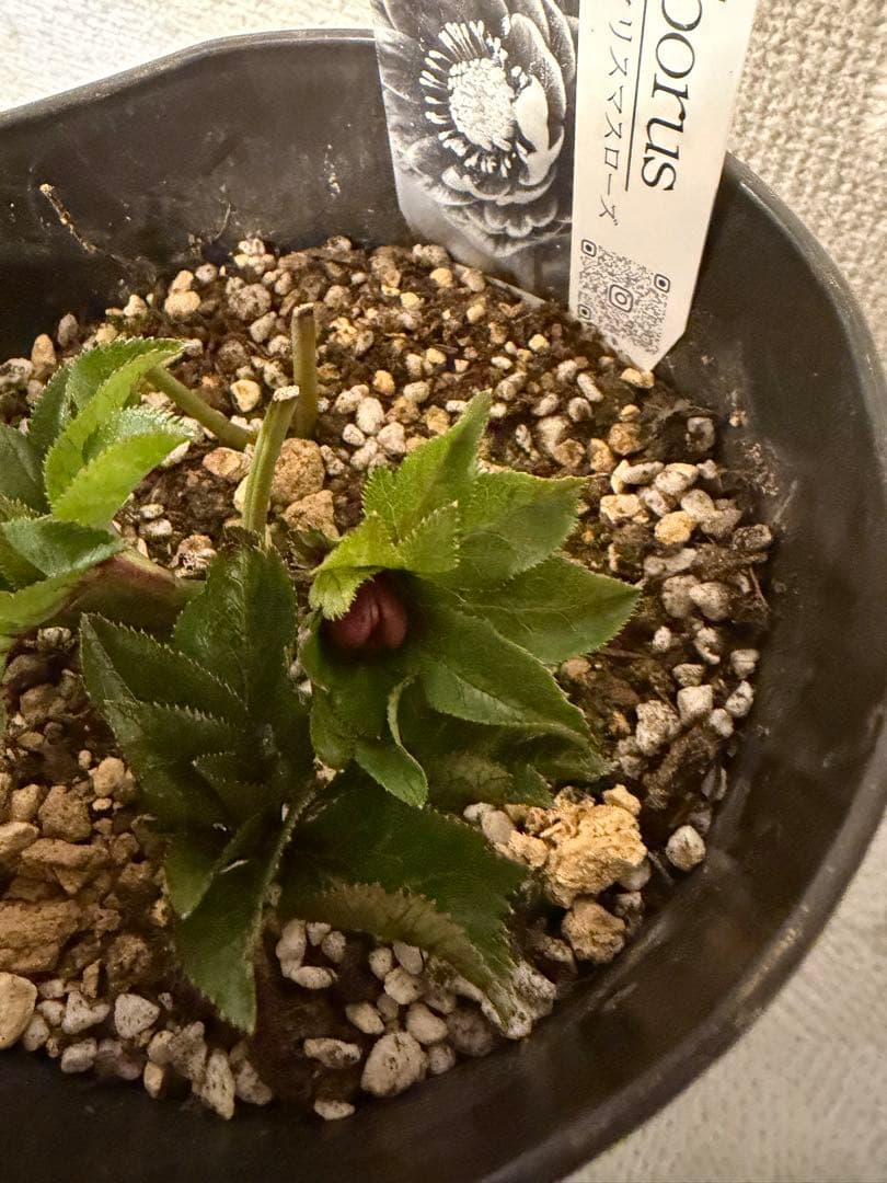 クリスマスローズ、クレオパトラ、ラベル付き、ダークレッド - メルカリ