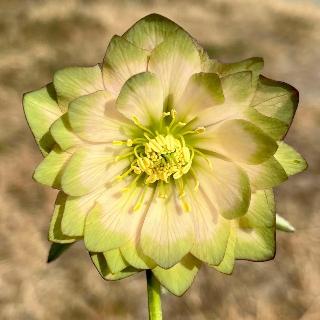 i*u様 ☘️蕾付き☘️3304⭐️超希少⭐️アンティークピエラ⭐️