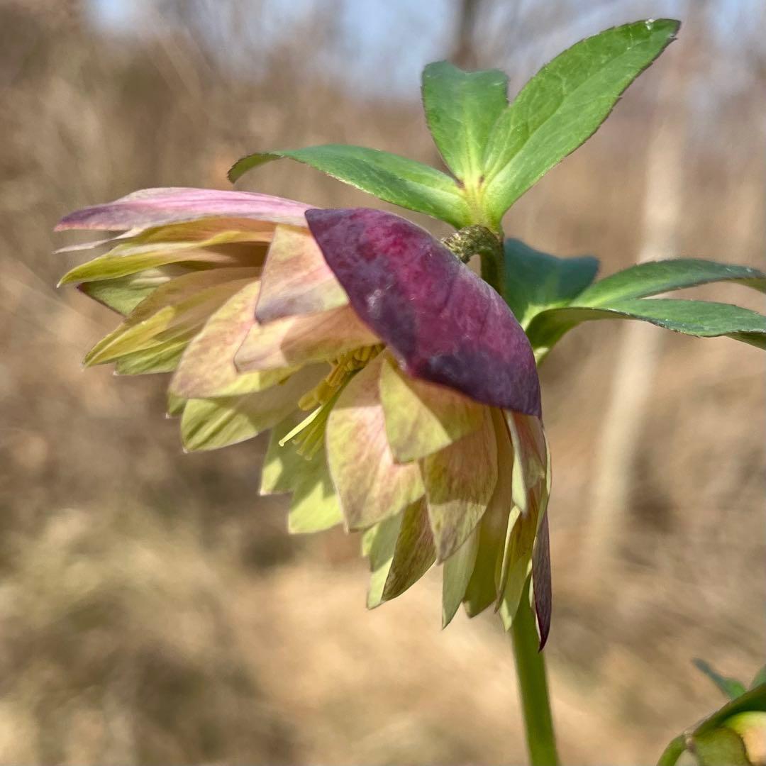 i*u様 ☘️蕾付き☘️3304⭐️超希少⭐️アンティークピエラ⭐️