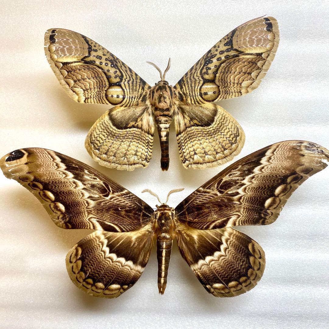 オオイボタガとアフリカイボタガ - メルカリ