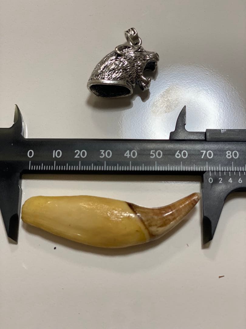 熊牙　熊歯　熊の牙　ネックレス　キーホルダー　新作　送料無料 熊牙 熊歯 熊の牙 ツキノワグマ牙 ネックレス キーホルダー 送料無料