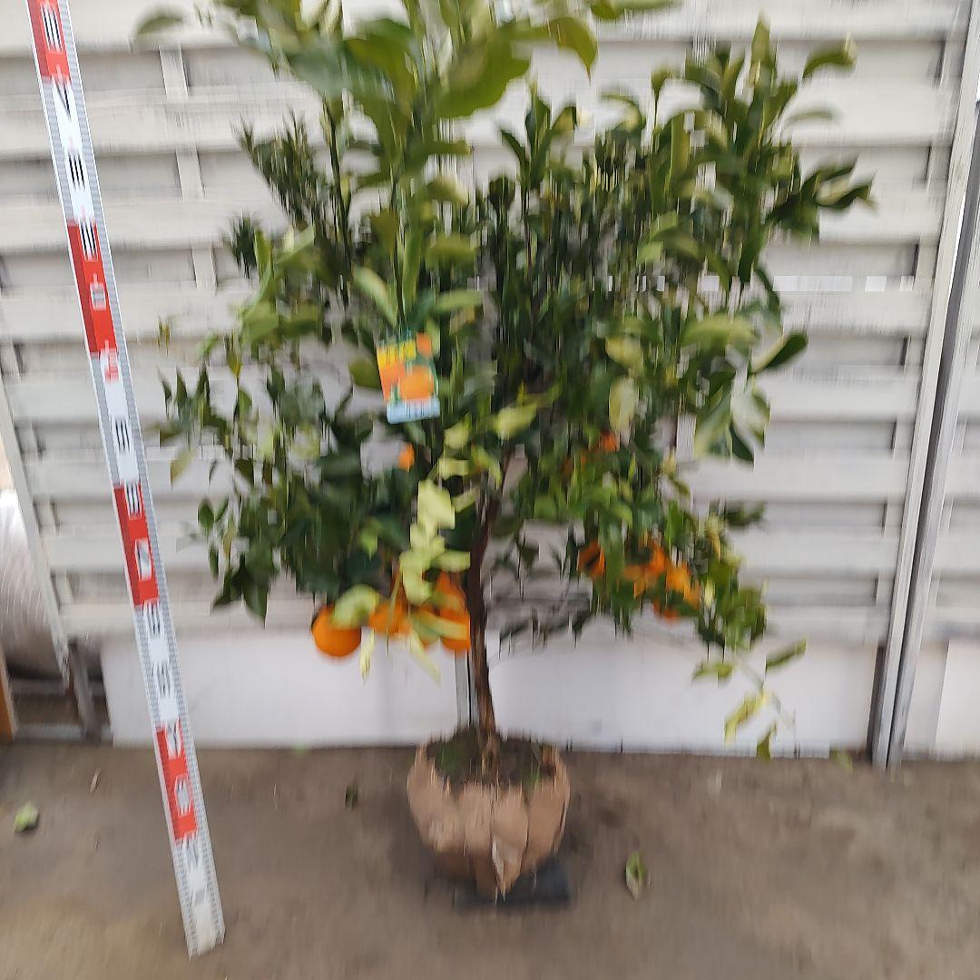 お気に入り～❤です 他の方は買えません