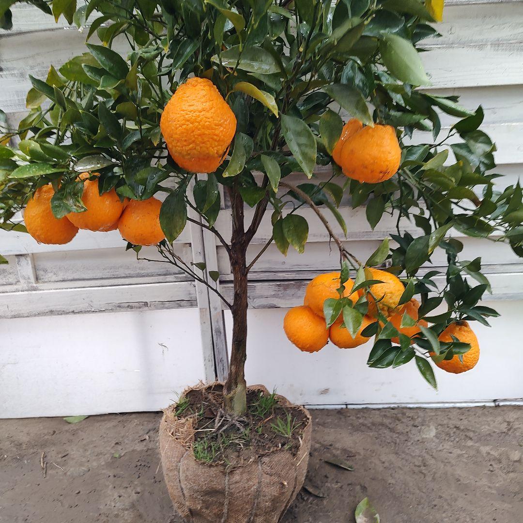 お気に入り～❤です 他の方は買えません