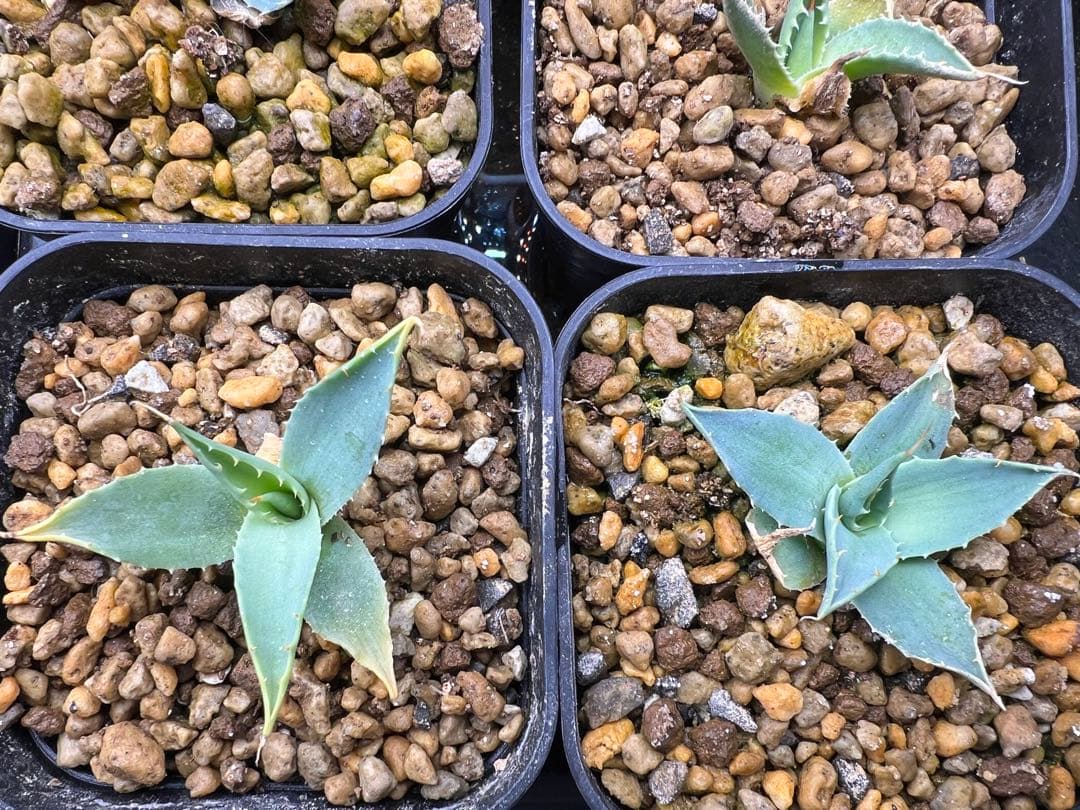 先着順】アガベ エボリスピナ実生2株セット - メルカリ