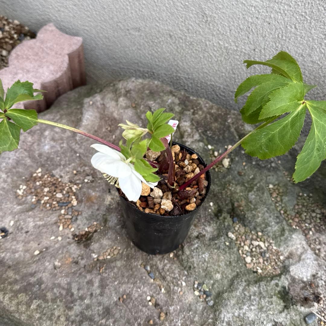 □加藤農園□ 強香 今シーズン株分け クリスマスローズ - メルカリ